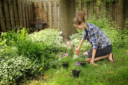 Garden hedges being shaped with precise trimming in Goddington