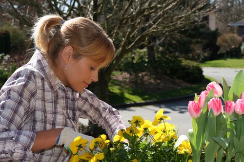 Professional gardening services in Goddington for hedge trimming and plant care