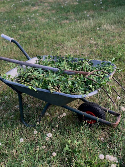 A blue wheelbarrow filled with freshly cut green ivy and leafy branches, positioned on a grassy lawn with small white dandelions scattered across the surface. The wheelbarrow is situated outdoors in a