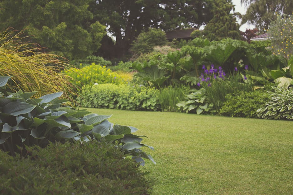 A well-maintained garden features a neatly trimmed, lush green lawn bordered by various plants and shrubs. In the foreground, broad-leaved hostas with glossy, deep green foliage are visible, alongside